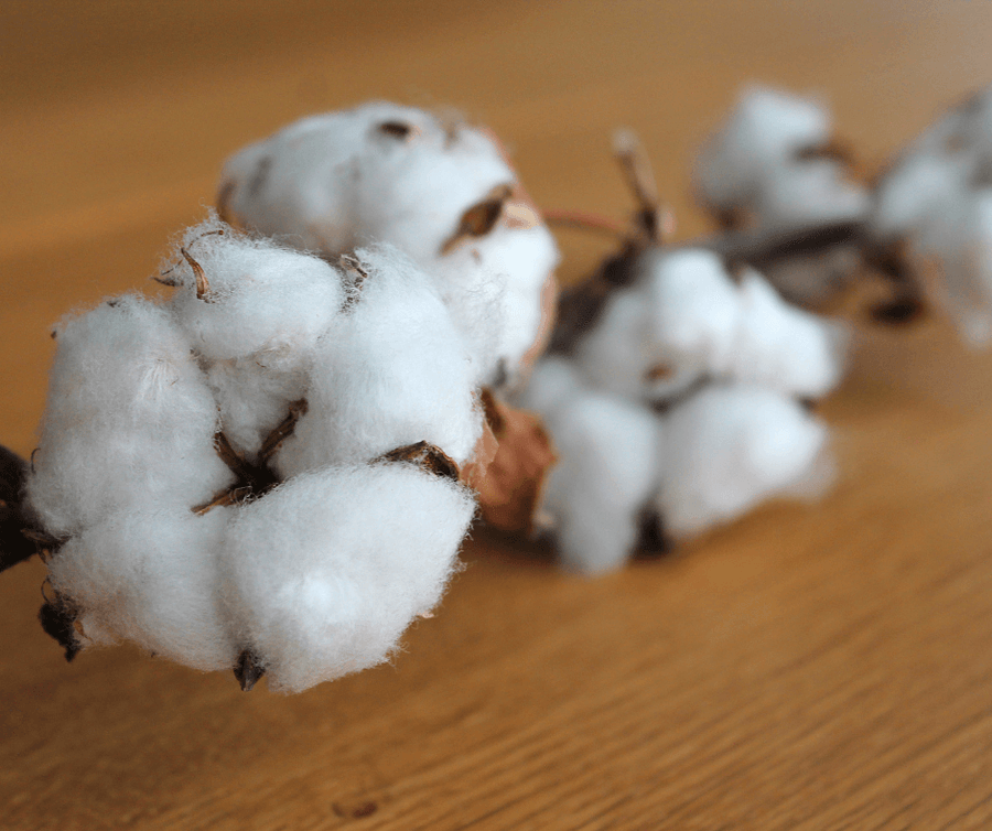 La rivoluzione del cotone organico - Peperi Bimbi - Abbigliamento per bambini e neonati